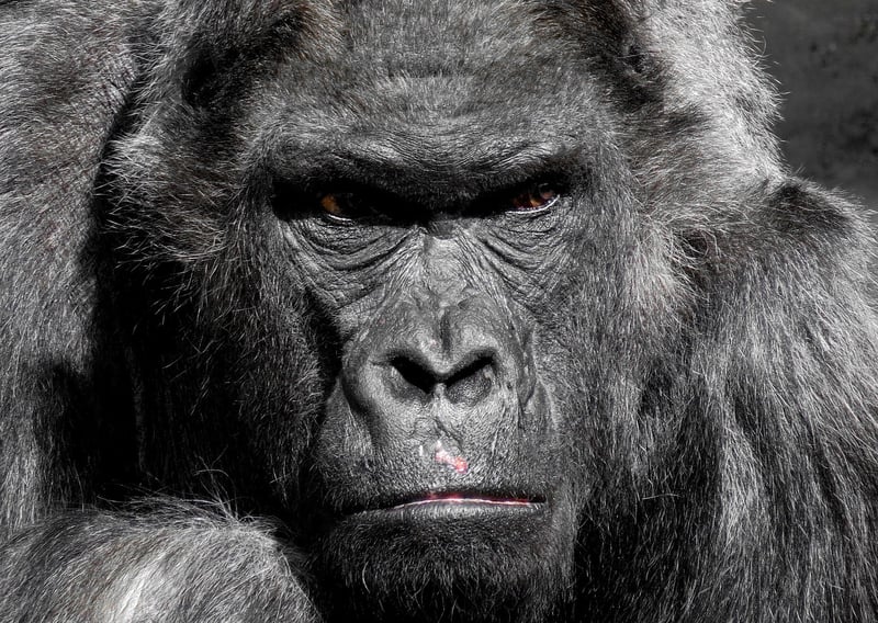 Bwindi Impenetrable Forest